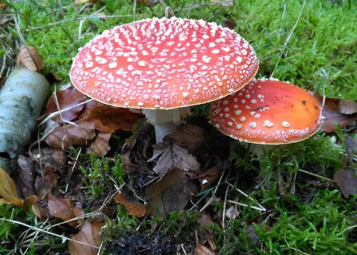 Appartamento Moorhexe 2 Gelbensande